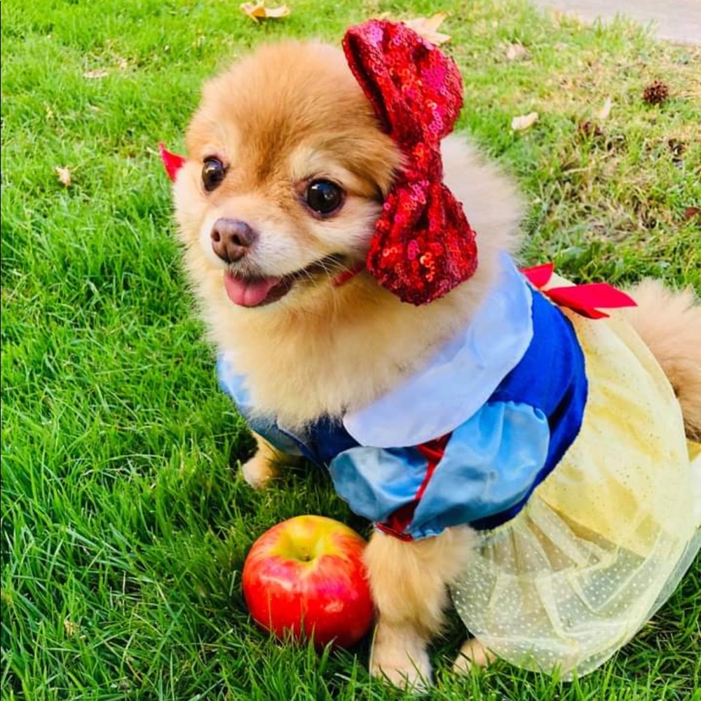 Disney Snow White Dog Dress